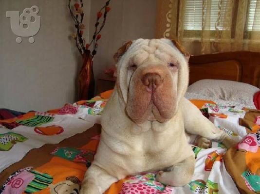 Kαλή τιμή!!!.Σαρ Πέι- 350 euro